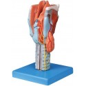 HUMAN LARYNX